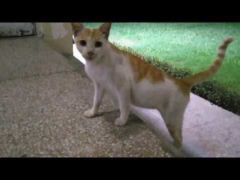 Beautiful Pregnant Feral Cat Turning Into Domestic Cat
