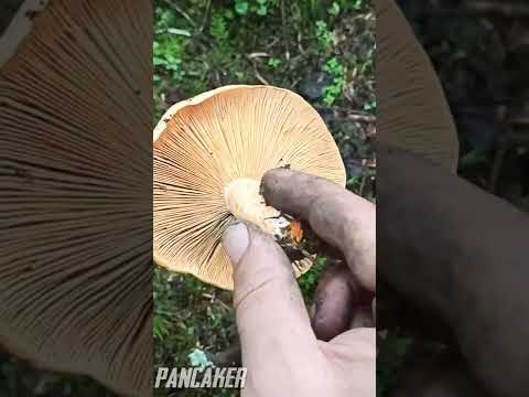 Lactarius deliciosus