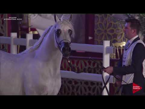 N.132 WORTEX KALLISTE - 2019 Qatar Intl Title show - Stallions 4 to 6 Years Old (Class 10)