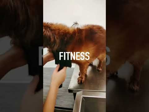 Amazing dryer hair for doggie #shortvideo #viral