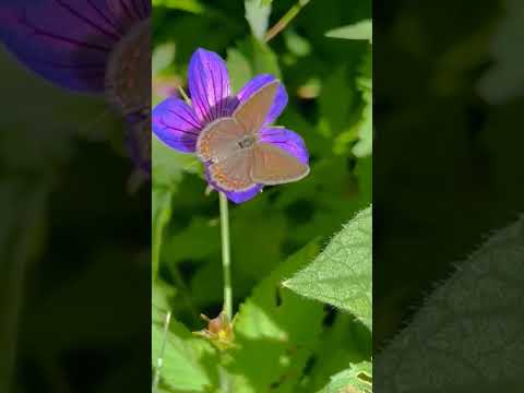 #flowers #plants #butterfly #shorts #nature