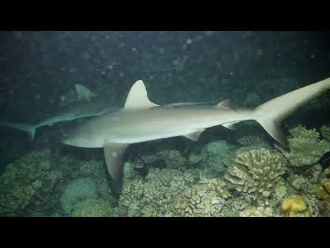 Grey Reef & White Tip Sharks - Night Dive Frenzy - Fakarava South