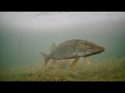 SAVAGE Underwater Pike Strikes!!! (HD)