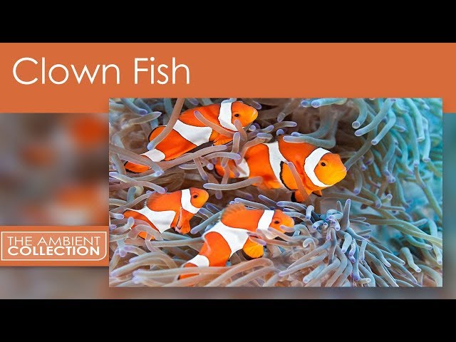 Clown Fish DVD - Tropical Reef Scenes And Nemo And Anemone Fishes