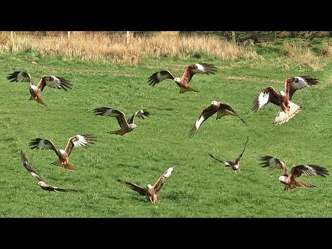 Red Kites Feeding at Gigrin Farm in Wales - Filmed in Slow Motion