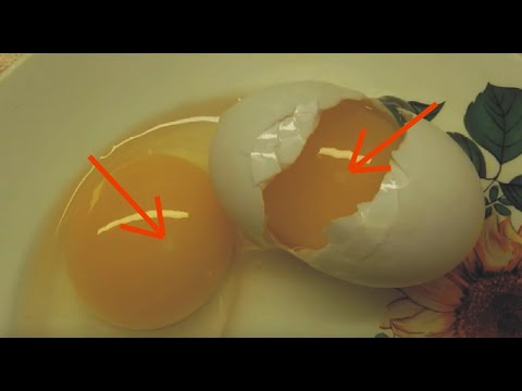 Как определить оплодотворенное яйцо курицы. Овоскопирование мускусной утки. Оплодотворенное куриное яйцо. Неоплодотворенный зародыш в курином яйце. Неоплодотворенные куриные яйца.
