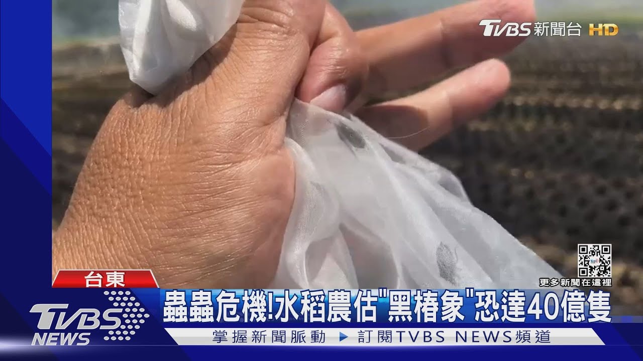 蟲蟲危機! 水稻農估「黑椿象」恐達40億隻
