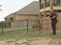 Rescued Deer Returns To Make A Surprise Visit