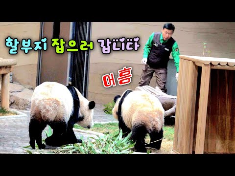 루이바오 후이바오 부지런히 달리면 할부지 잡을 수 있어요 26.01.03