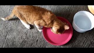The neighborhood cat came back to eat
