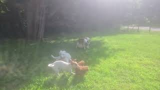 Video preview image #1 Mutt Puppy For Sale in NYC, NY, USA