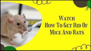 How To Get Rid Of Mice | How To Get Rid Of Mice In Attic With Blown Insulation