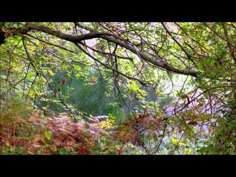 A écouter en préparant Gratin de pommes de terre, oignons, et jambon sec au fromage de raclette