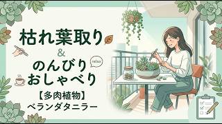 【多肉植物】ベランダタニラーの枯れ葉取り&のんびりおしゃべり【韓国苗】