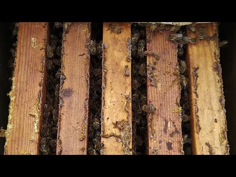 Пчела в клубах, ноябрь