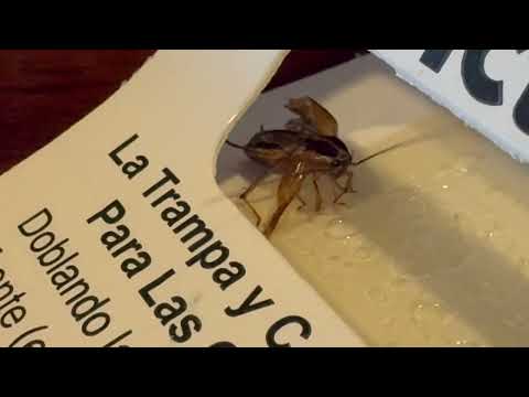 Caught a Cockroach in a Trap in Basking...