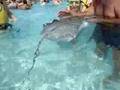 Grand Cayman Stingrays