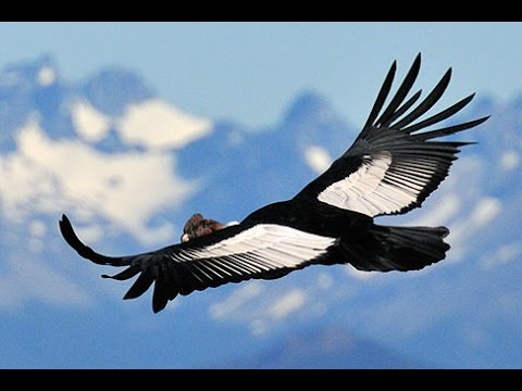 Cóndor.