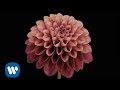 KING 810 - State of Nature [OFFICIAL VIDEO ...