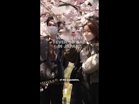 Why is hay fever so bad in Japan?
