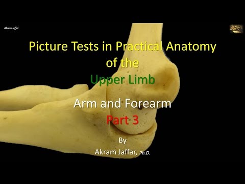 Mündlich-praktische Anatomieprüfung: Arm und Unterarm (3)