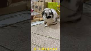 長ーい草