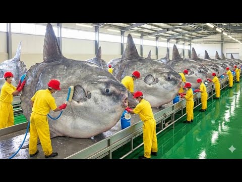 Inside Mola Mola Processing - How Giant Sunfish Are Turned Into 3D Armor