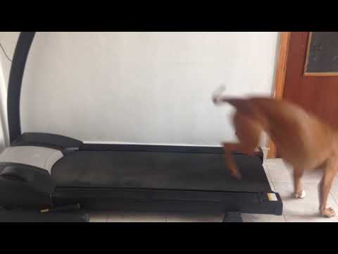 Aprendizaje en cinta andadora