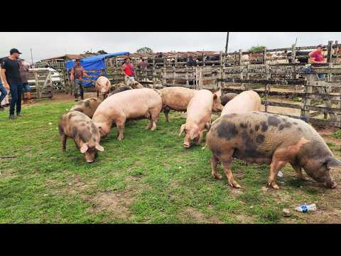FEIRA DE SUÍNOS EM CAPOEIRAS-PE  06-03-2026 #nordeste
