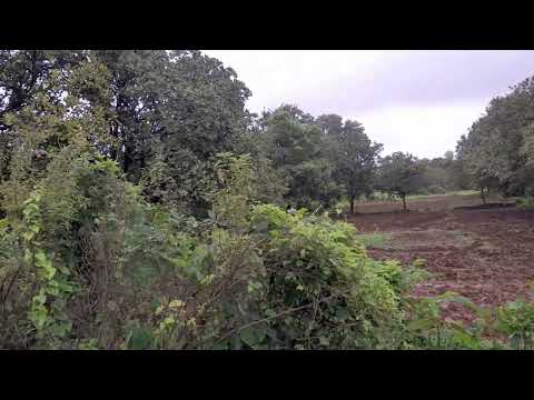 tree is the backbone of earth survive all living creatures