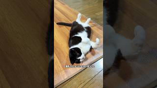 it's a cat.猫です！愛猫をこっそり撮影してみた。#cat #ねこのいる生活 #ハチワレ#多頭飼い#cutebaby