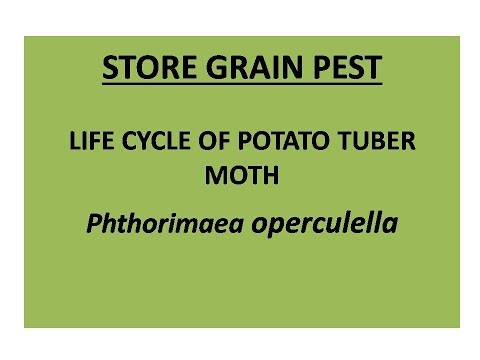 Life cycle of Potato tuber moth