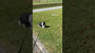 #19歳おじいちゃん猫 #dog #dogshorts #犬 #犬のいる暮らし #犬動画 #イヌ #いぬ #シェルティ #犬の散歩