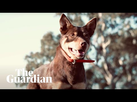 Watch the world's most expensive working dog in action