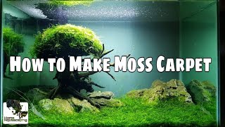 Download lagu HOW TO Make Moss Carpet |Membuat Aquascape|水草造景 mp3