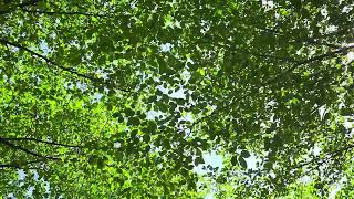 Somewhere my baby waits for me!(Risa Stansfield)+Symphony(Jessica Riddle) - 망우당공원