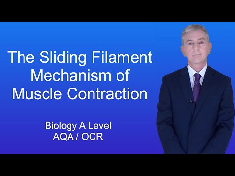 A Level Biology Revision (Year 13) "The Sliding Filament Mechanism of Muscle Contraction"