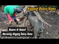 Ang Daming Alagang Baboy Ramo - Maamo At Mabait | Wild Pig Backyard Piggery