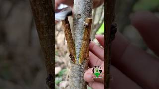 Download lagu Fruit plant grafting techniques peach tree #agriculture #farming #gardening mp3 Download lagu Fruit plant grafting techniques peach tree #agriculture #farming #gardening mp3