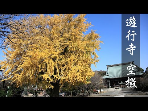 【ドローン】遊行寺（清浄光寺）　大イチョウの紅葉　HD 1080p （2021年12月上旬撮影 ）