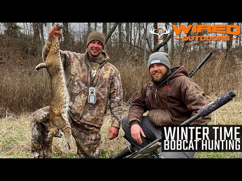 Winter Time Bobcat Hunting