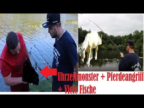 Urzeittier + Angriff der Killerpferde + Viele Fische = Perfekter Angeltag! MadenBaden | Angeln