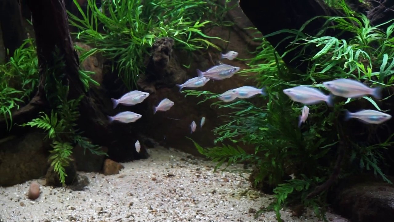 Custom build display tank 670 liter at de Maanvis Nijmegen Netherlands.