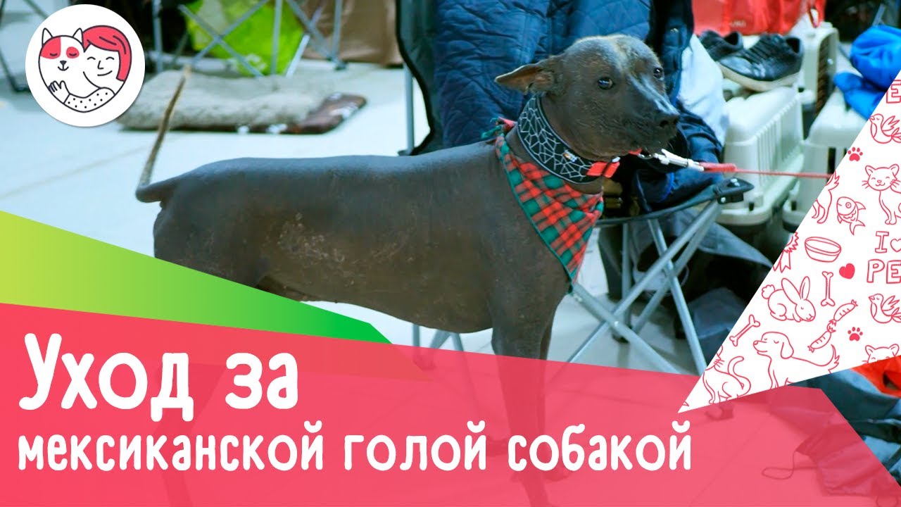 4 особенности ухода за мексиканской голой собакой