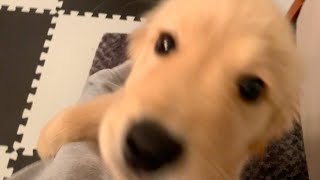I can't wait for breakfast Golden retriever puppy