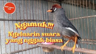 Download lagu variasi suara burung poksay mandarin yang jarang keluar mp3 Download lagu variasi suara burung poksay mandarin yang jarang keluar mp3