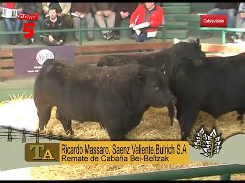 . RICARDO MASSARO   REMATE DE TOROS ANGUS DE CABAÑA BIE BELTZAK