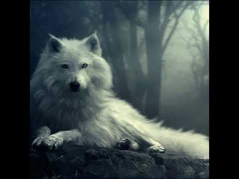 White Wolf Guided Meditation for Empaths & Healers