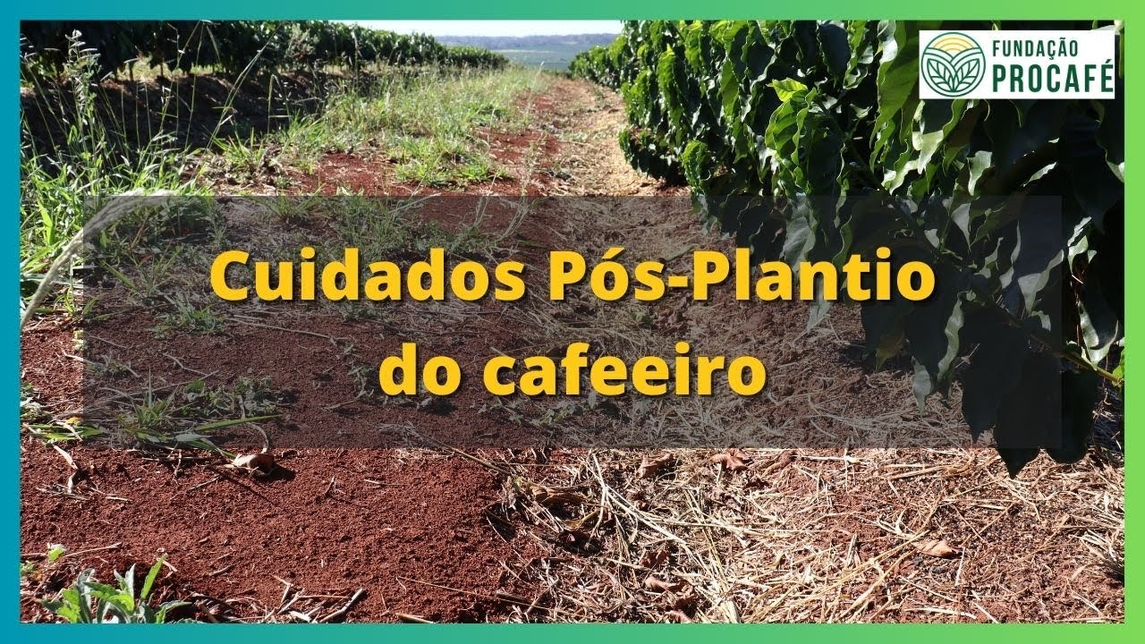 Podcast #113 - Cuidados Pós-Plantio do cafeeiro