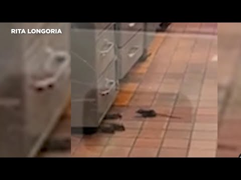 Woman records video of rats running around Taco Cabana location in Leon Valley